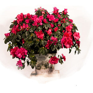 Floristería en Marbella Beyma Flor