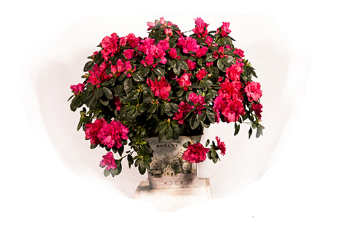 Planta Variada Azalea - Floristería Beyma Flor en Marbella