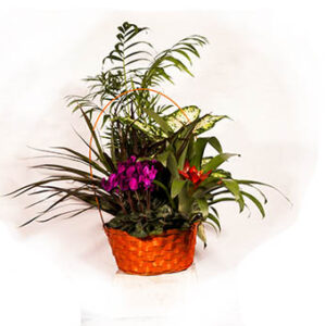 Floristería en Marbella Beyma Flor