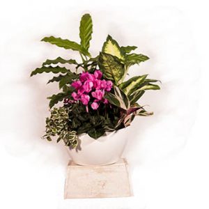 Floristería en Marbella Beyma Flor