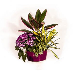 Floristería en Marbella Beyma Flor