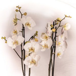 Floristería en Marbella Beyma Flor