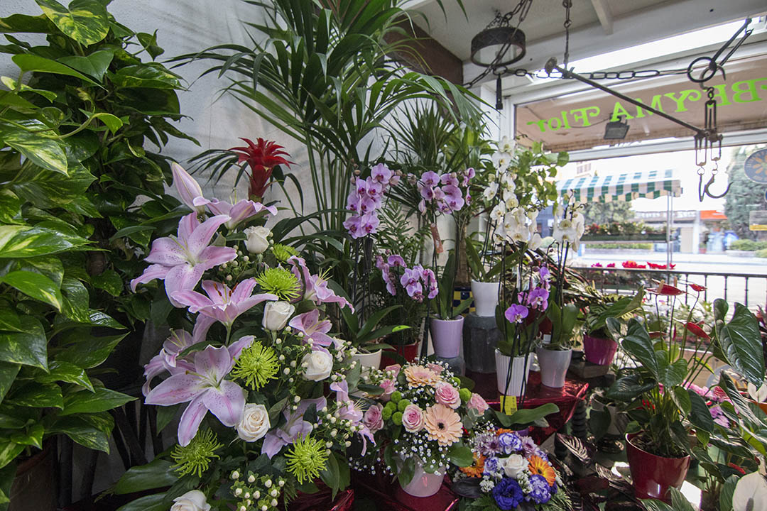 Plantas de interior beyma flor
