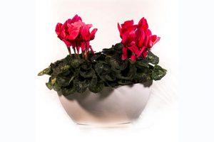 Floristería en Marbella Beyma Flor