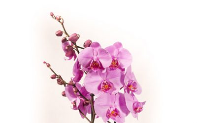 Cuidado básico para las Orquídeas