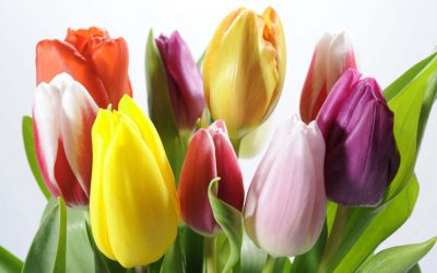 ¿Qué sabes del cuidado de los tulipanes?