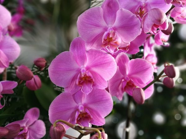 Floristería en Marbella Beyma Flor