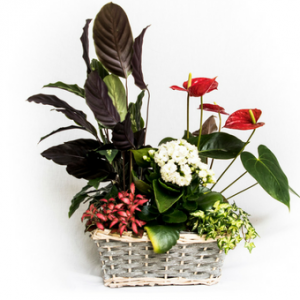 Floristería en Marbella Beyma Flor