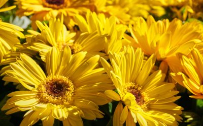 ¿Cómo cuidar las plantas de interior en verano?