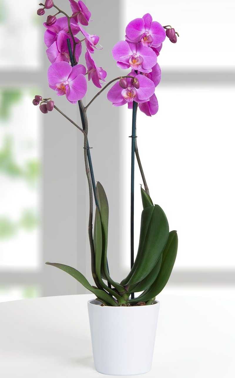 orquidea Floristería en Marbella Beyma Flor