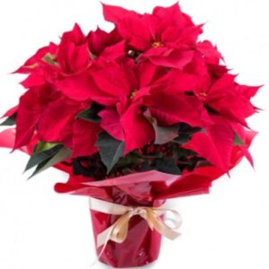 Planta de Poinsettia individual