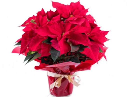Planta de Poinsettia individual