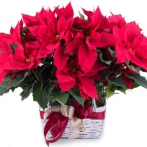 Planta de Poinsettia doble
