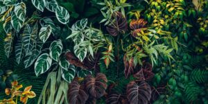 centros y plantas en marbella
