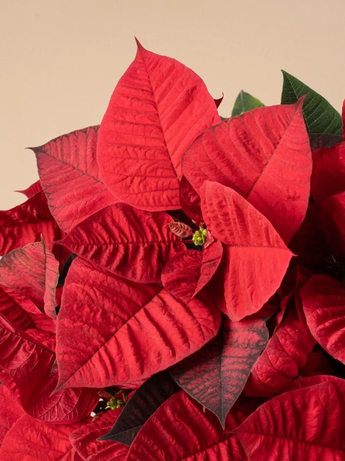 Planta de Poinsettia individual - Imagen 2